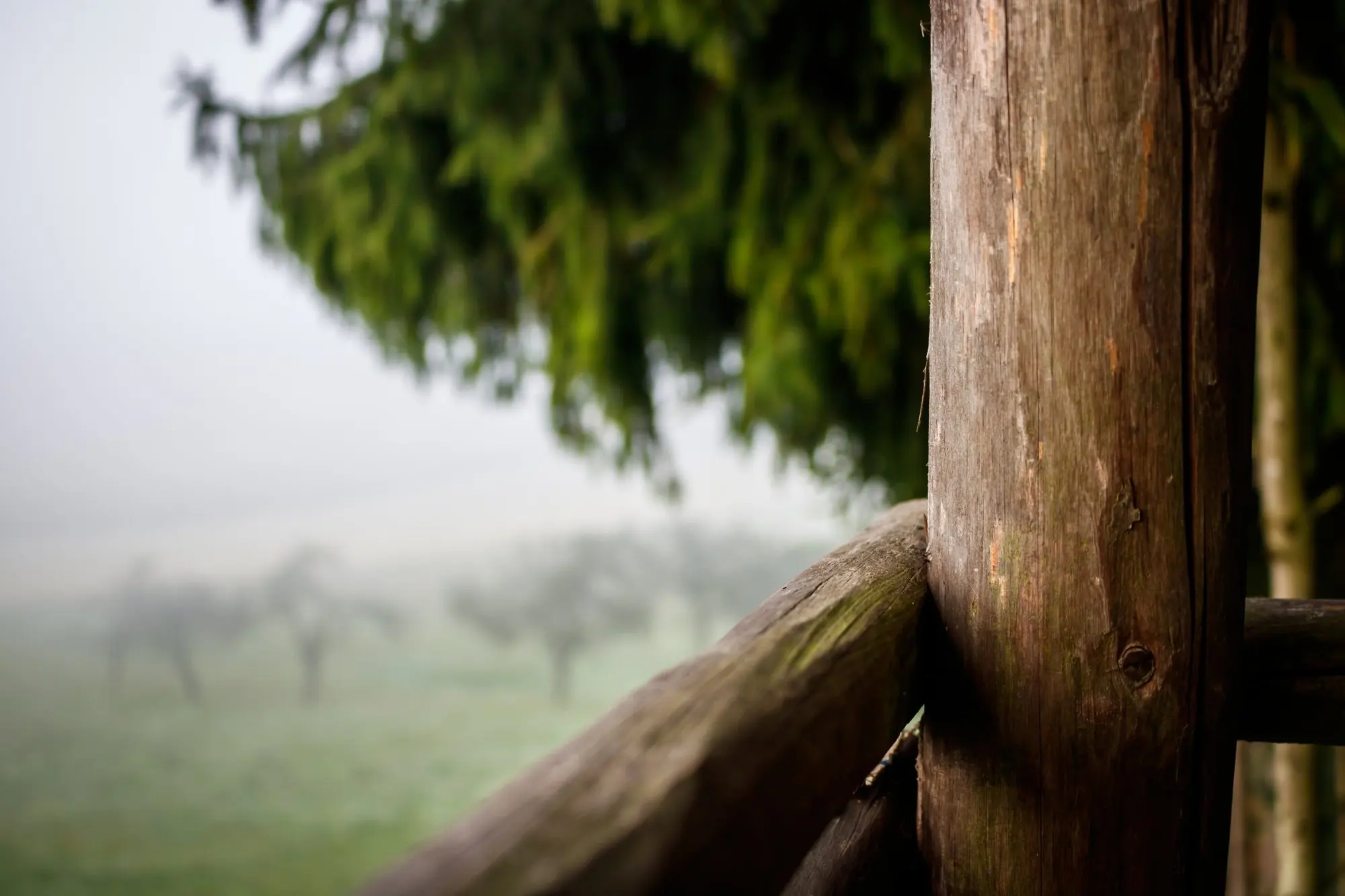 Wooden railing under a fir tree, fruit trees in morning fog behind it