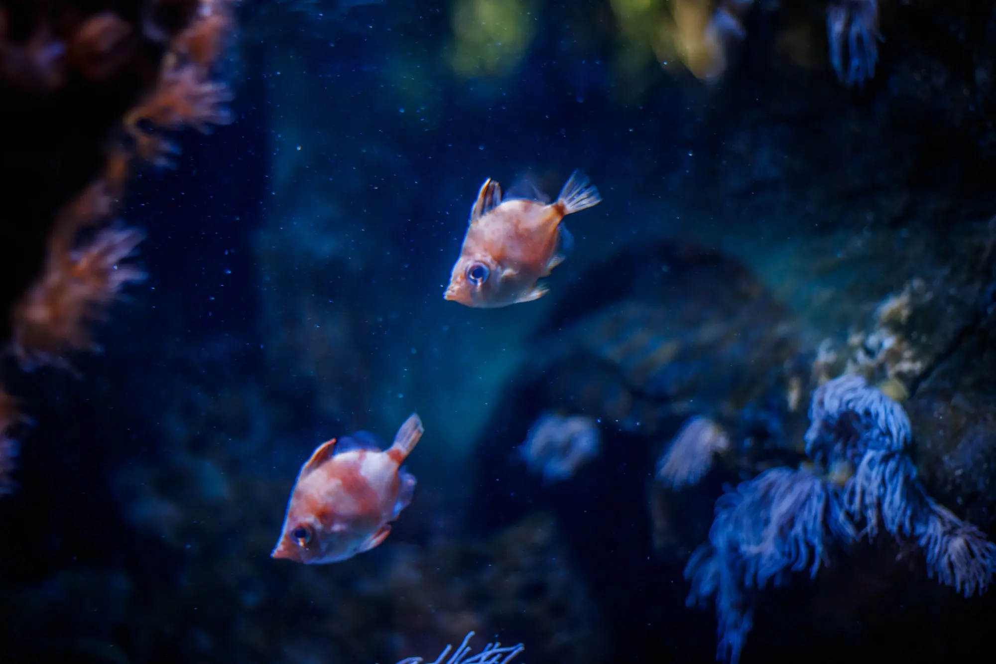 Two orange fish among corals in blue aquarium light