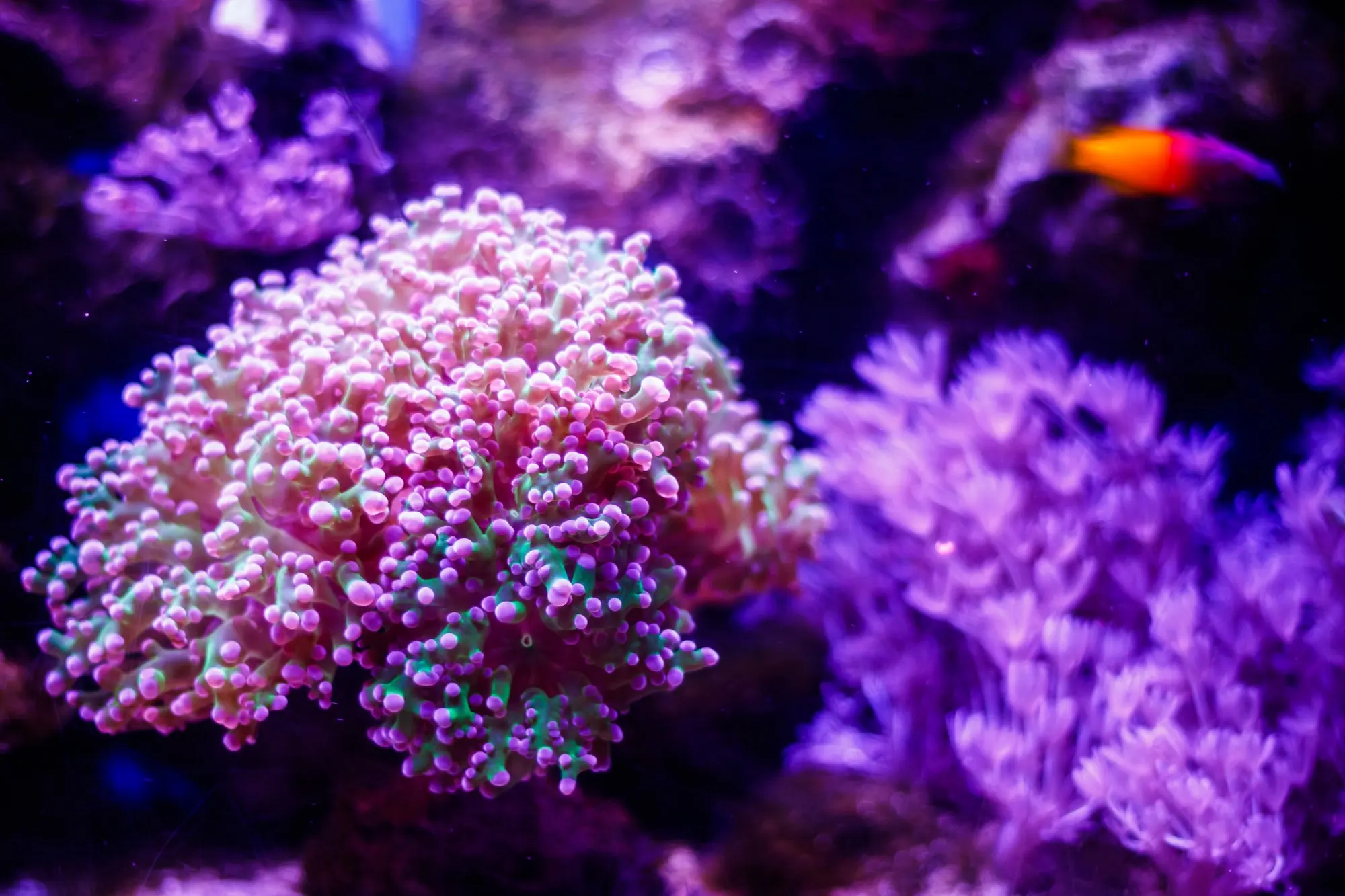 Pink coral with rounded tips in purple aquarium light