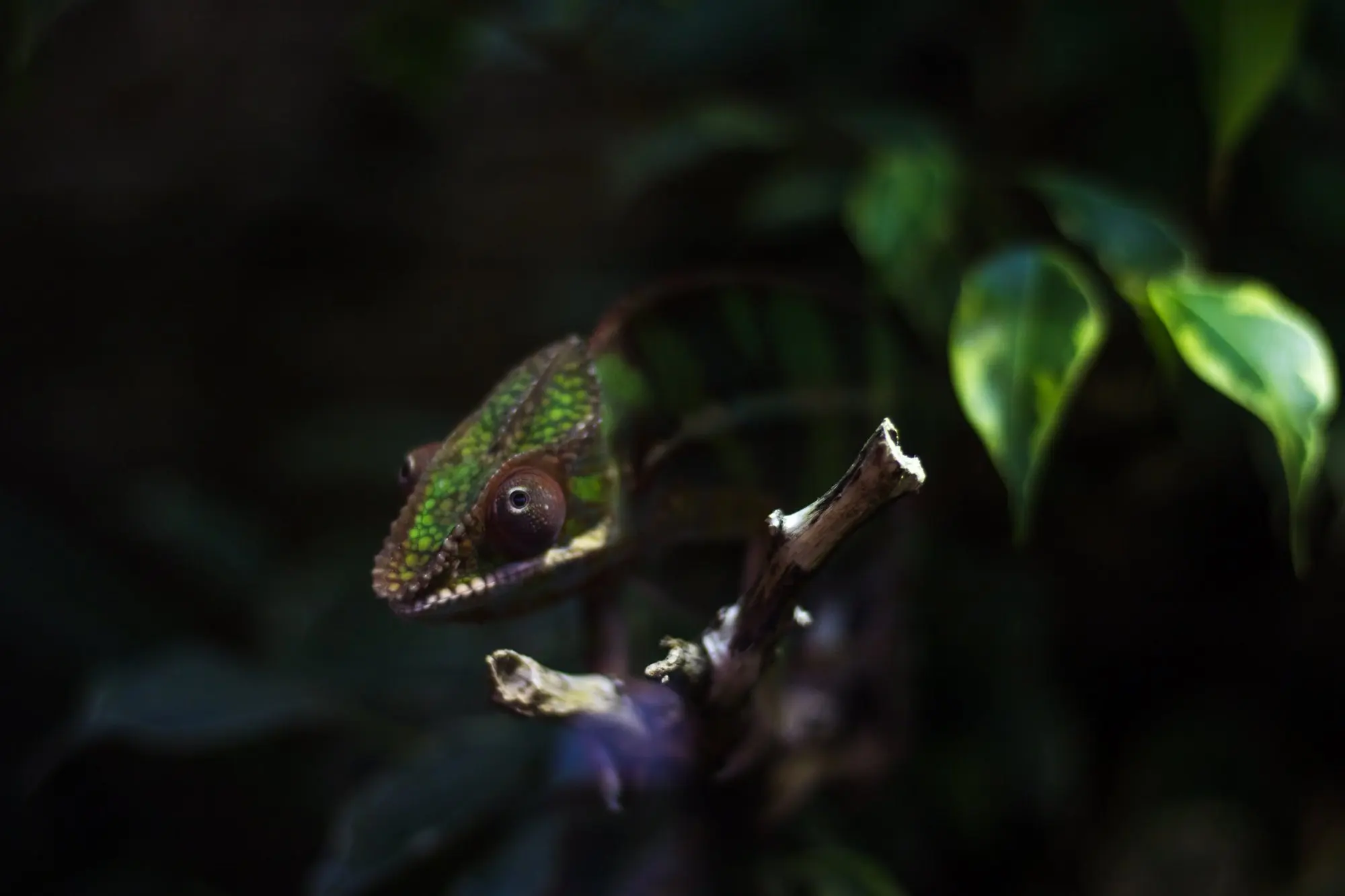Green chameleon on a branch in front of dark leaves
