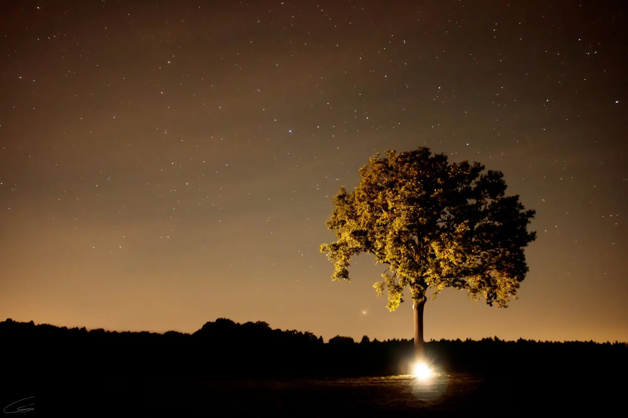 A single lit tree under a starry sky, a bright point of light on the ground