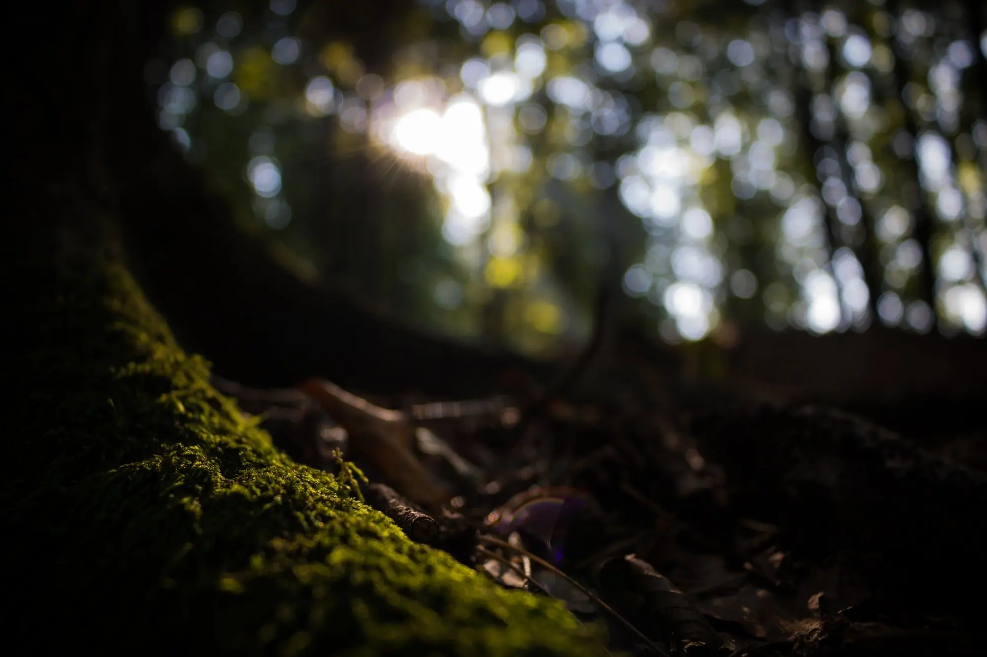 Moss on a tree root in the forest, backlight between the trees behind it