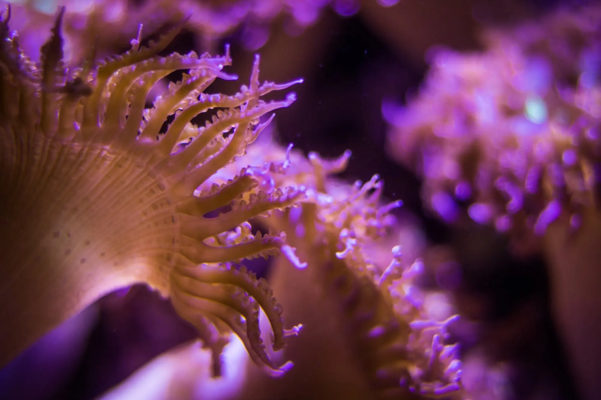 Close-up of a coral with fine tentacles in violet light