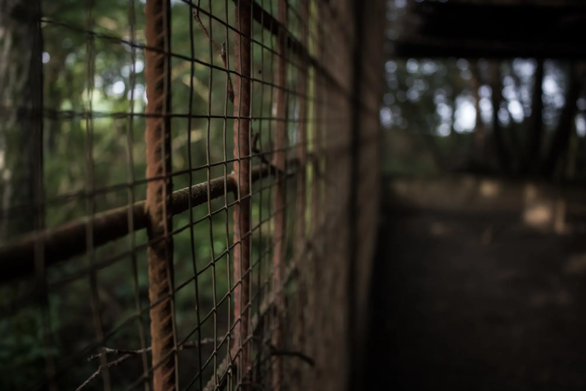 Rusty wire mesh in the foreground with a blurred passage and greenery behind it