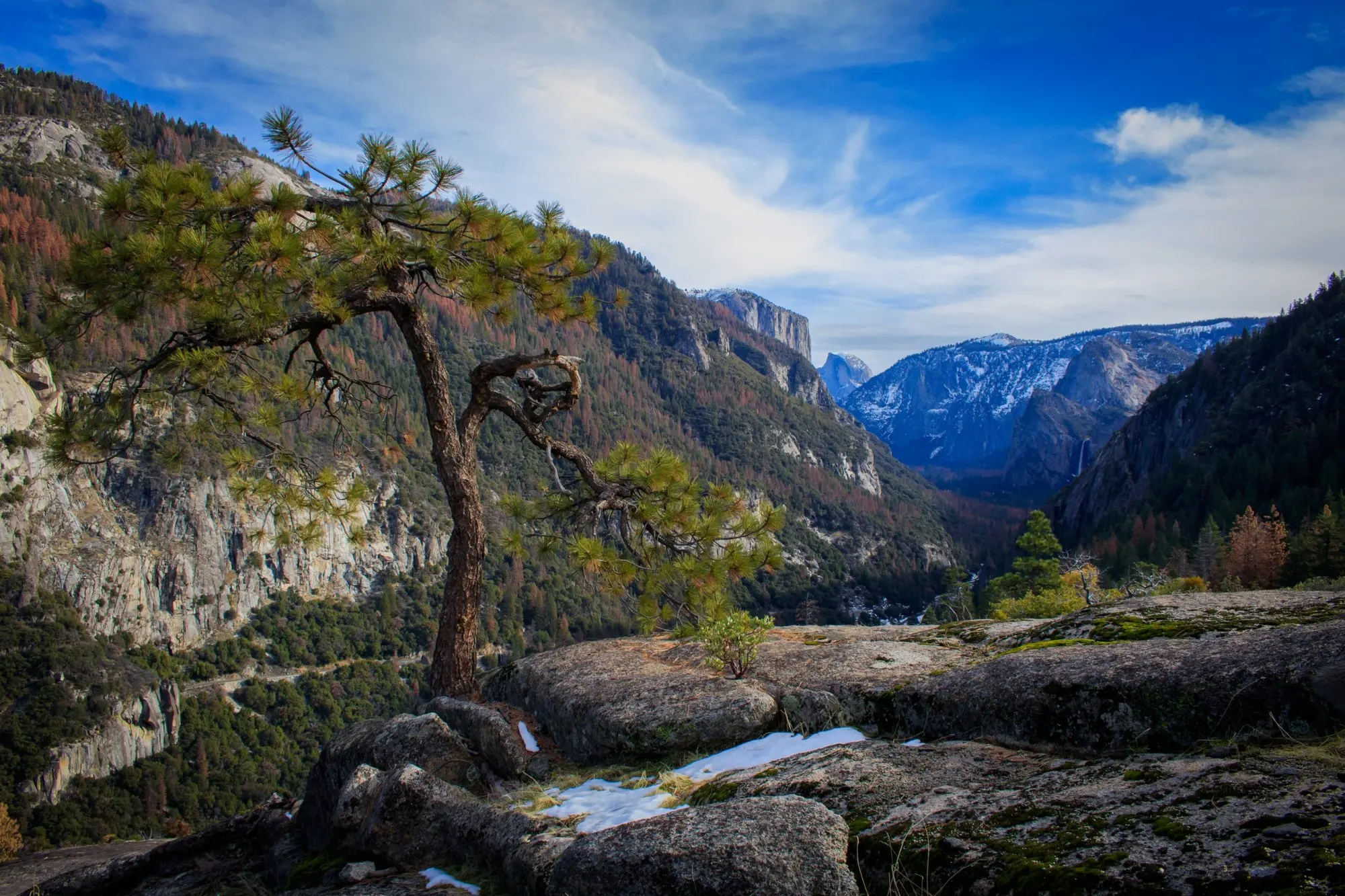 Pine tree on a rock ledge above a deep valley with snowy mountains