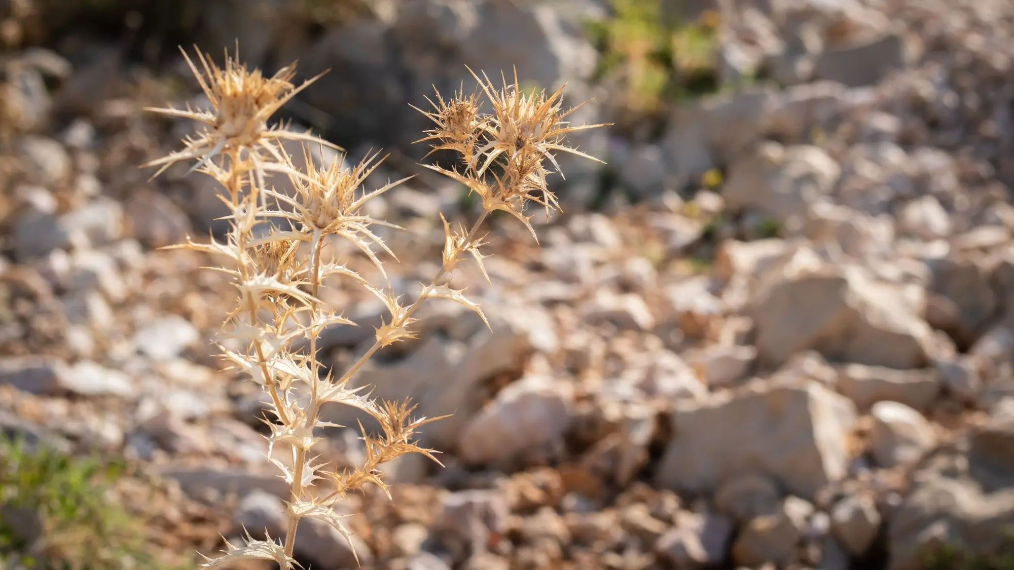 Dried thistle in front of blurred light-coloured scree