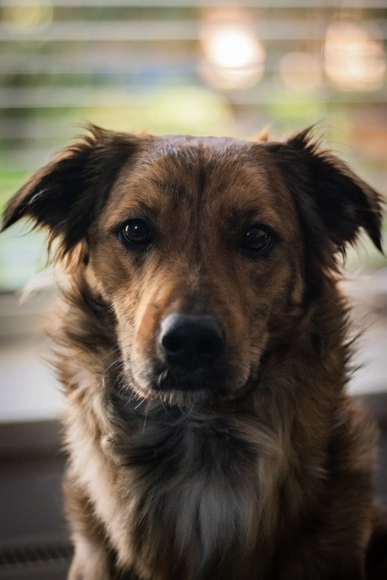 Portrait of Balu, a brown and black dog looking into the camera
