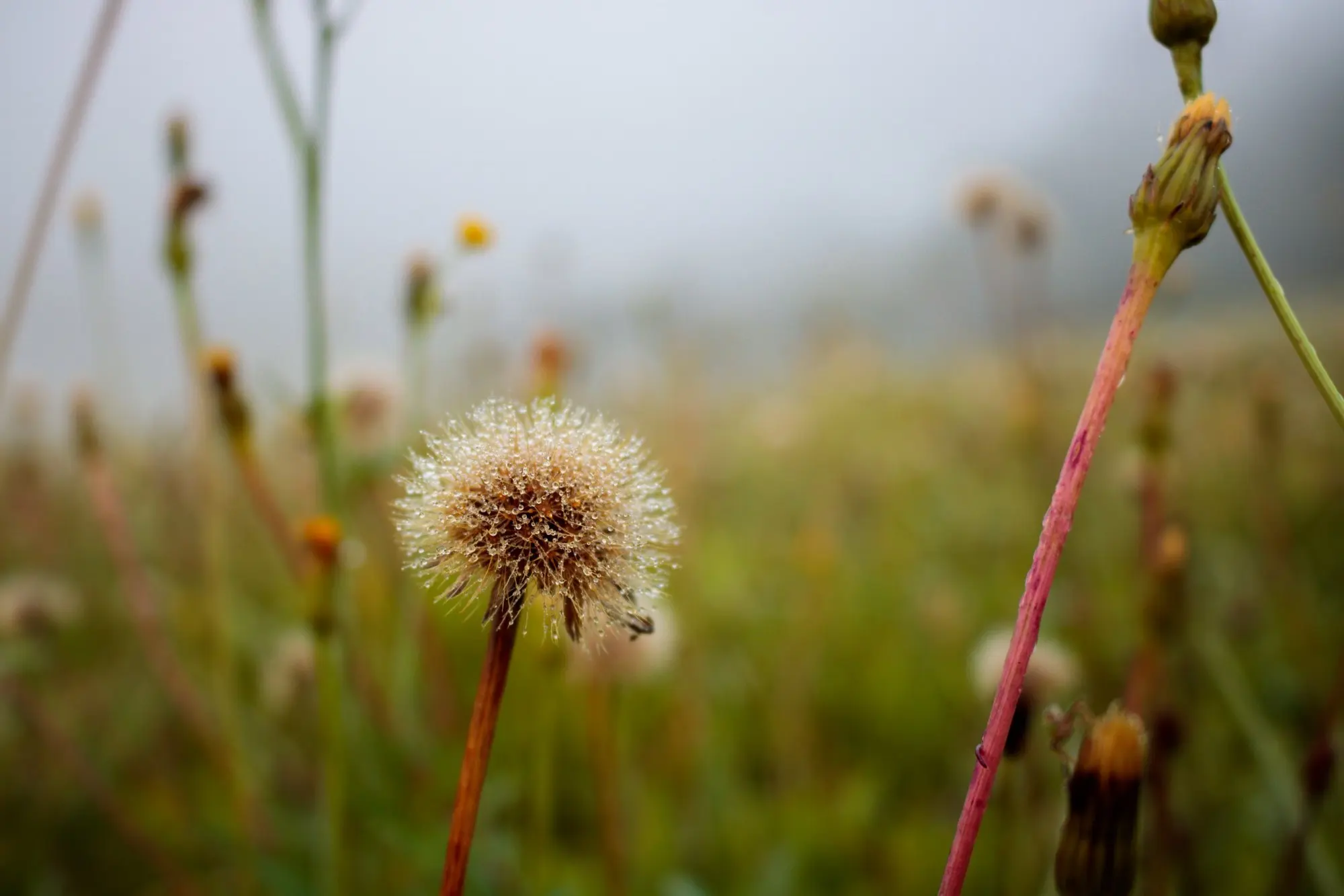 Dandelion clock with dew drops in morning fog