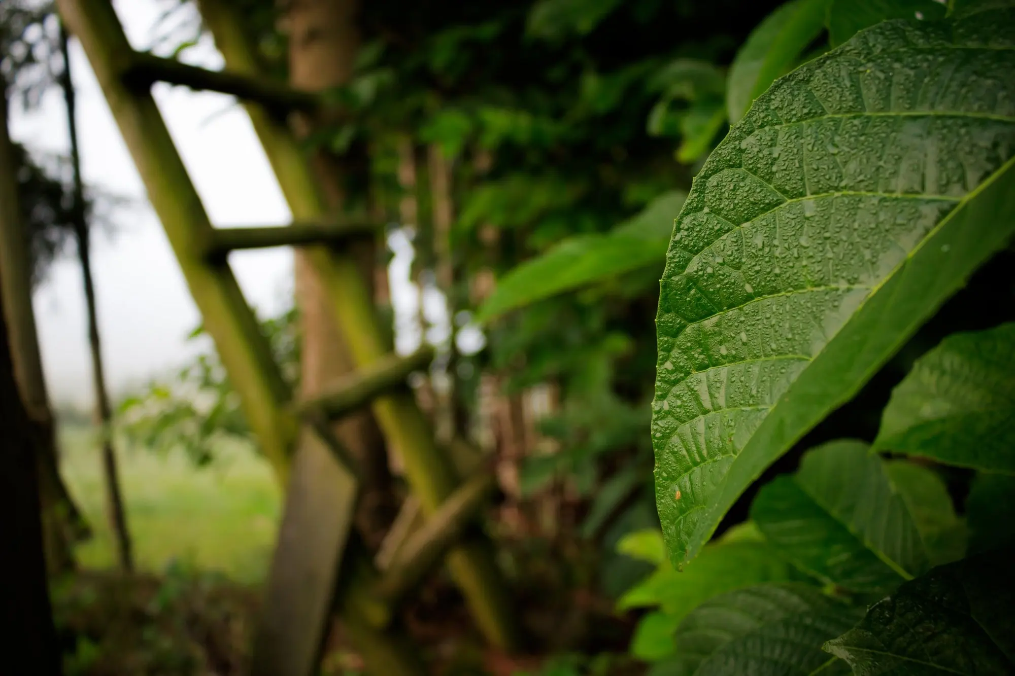 Large leaf with raindrops, a blurred wooden ladder behind it